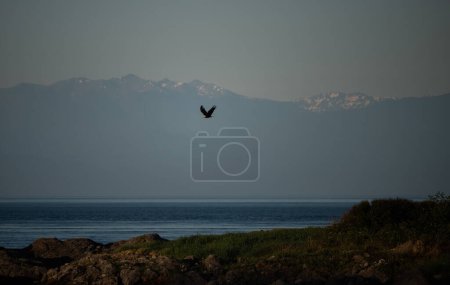 Photo for Bald eagle in flight above the salish sea - Royalty Free Image