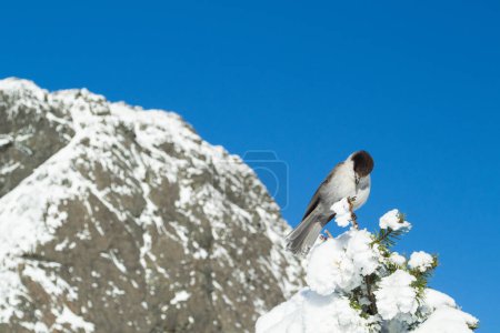 Photo for Snowy jay sitting in front of Mount si - Royalty Free Image