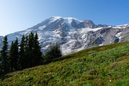 Photo for Wildflowers in front of Mount Rainier - Royalty Free Image