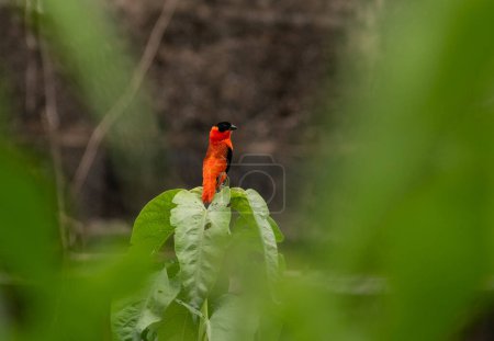 Northern red bishop in breeding plumage perched on a green plant in Tamale Ghana