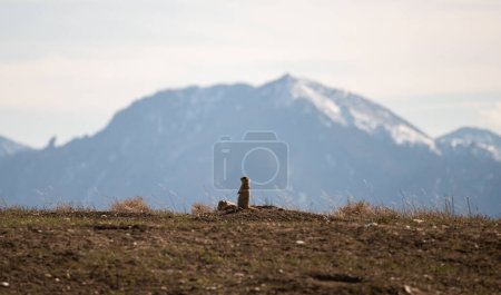 Perro pradera de pie frente a su guarida contra un fondo montañoso en Colorado