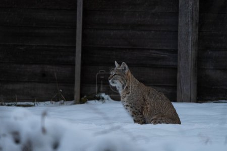 Niedliches Bobcat-Kätzchen in urbaner Umgebung sitzt im Schnee