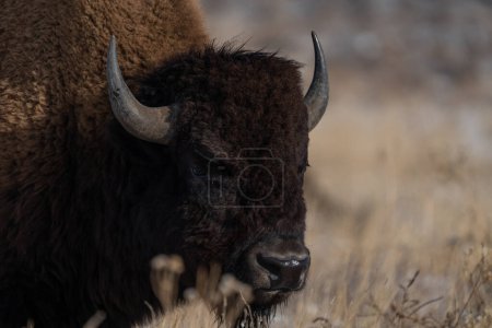 Photo for Side view profile portrait of a bison in a meadow in Colorado - Royalty Free Image