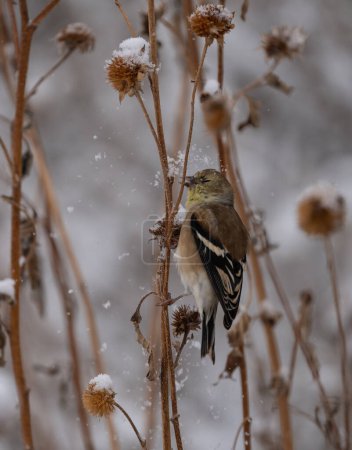 American goldfinch pulling a seed out of a snow covered thistle