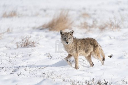 Portrait of a coyote walking through a snow covered field in Colorado