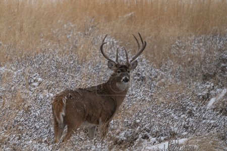 White-tailed deer buck in a snow-covered field in Colorado