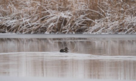 Gadwall duck floating on a pond in a frozen landscape in Colorado