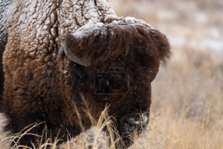 Portrait of a bison covered in snow, grazing in a field in Arsenal wildlife refuge in Colorado