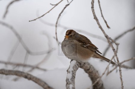 Plump female white crowned sparrow perched on a branch in the winter