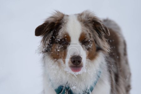 Derpy pastor australiano mira con la lengua hacia fuera y cubierto de nieve