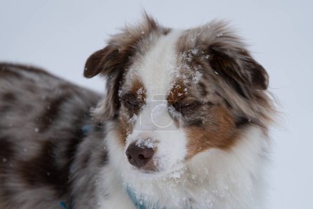 Australian shepherd with a face full of snow after playing in new snowfall