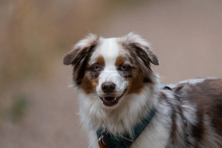 Portrait of a miniature American shepherd dog smiling at the camera