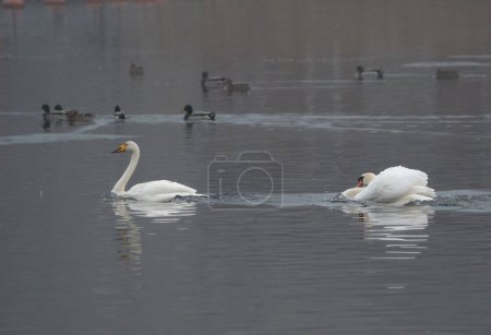 A mute swan (Cygnus olor) chasing a whooper swan (Cygnus cygnus) out of its territory on a bay near Stockholm, Sweden.
