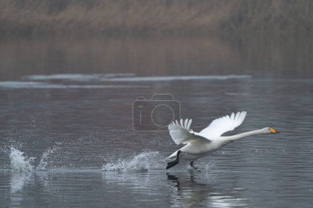 Whooper Swan taking flight on a lake in Stockholm