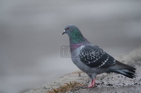 A close-up photo of a rock pigeon (Columba livia) standing on pavement near Stockholm, Sweden. The light illuminates the beautiful green and purple iridescent feathers.