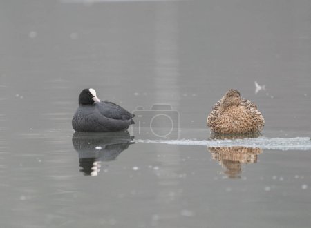 A eurasian coot (Fulica atra) and a mallard (Anas platyrhynchos) resting together on ice in a bay near Stockholm, Sweden
