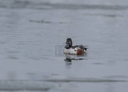 A Northern Shoveler (Spatula clypeata) resting on a bay near Gustavsberg in Sweden. Its reflection is just visible in the water
