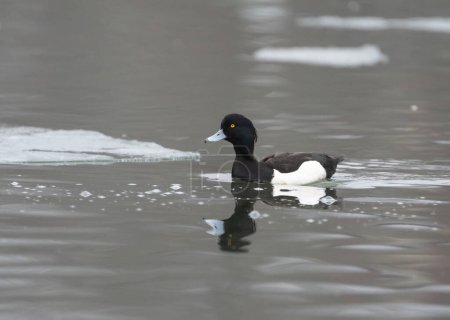 A tufted duck (Aythya fuligula) rests on a bay near Stockholm, surrounded by small ice chunks. It is reflected in the calm water.