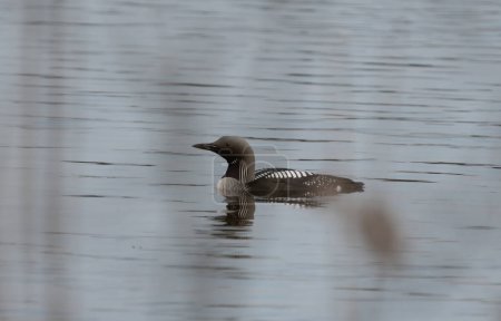 A close of photo of an arctic or black-throated loon (Gavia Arctica) in Sweden, seen through reeds on a lake shore