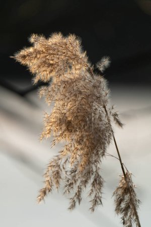 Ein Nahaufnahme-Foto einer Weizenpflanze in Schweden, beleuchtet von goldenem Nachmittagslicht