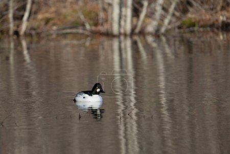 A common goldeneye duck paddling on a pond on a sunny day near Stockholm