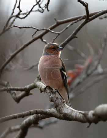 A male common chaffinch perched on a branch in a forest near Stockholm, Sweden in the winter