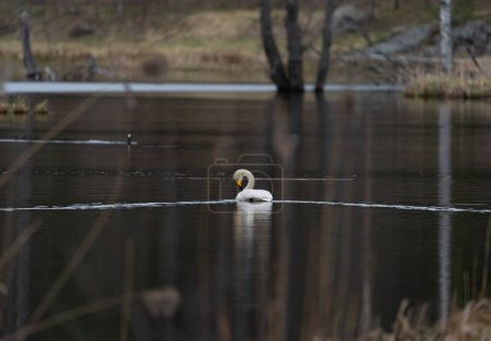 Ein Singschwan schwimmt auf einem Teich in der Nähe von Stockholm und streckt sich nach unten, um sich selbst zu retten. Sein Aufwachen spiegelt sich im Morgenlicht wider