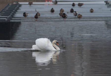 A mute swan with its feathers fluffed up swimming in front of an audience of ducks.