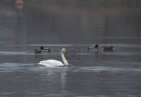 A Whooper Swan Nadando frente a patos en una bahía cerca de Estocolmo