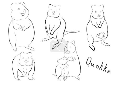 Animal Quokka. vector ilustración logo icono elemento
