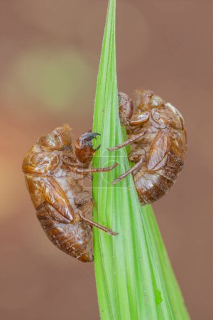 Foto de Insecto brasileñoEste insecto es muy común en la sabana brasileña. - Imagen libre de derechos
