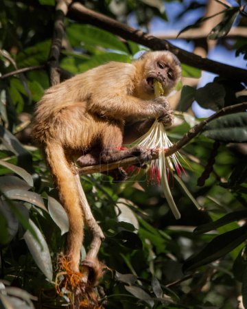 Los simios brasileños. Este tipo de simio es muy raro en Brasil.