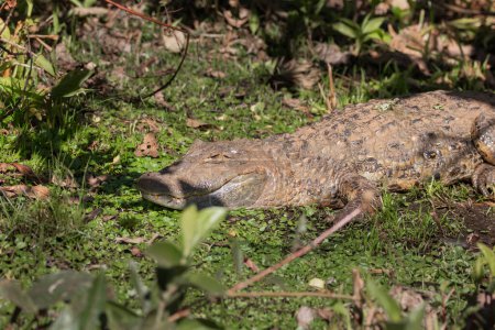 Téléchargez les photos : Crocodile brésilien ou caïmanCe crocodile est très rare au Brésil. - en image libre de droit