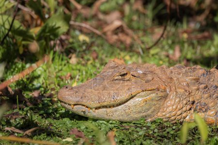 Téléchargez les photos : Crocodile brésilien ou caïmanCe crocodile est très rare au Brésil. - en image libre de droit