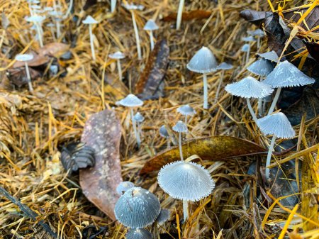 Photo for Coprinopsis lagopus mushroom or commonly called rabbit foot fungus - Royalty Free Image
