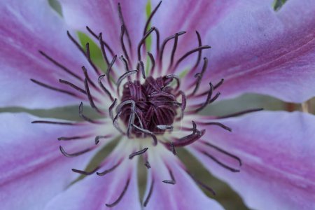 Photo for Macro shot of a clematis flower in spring - Royalty Free Image
