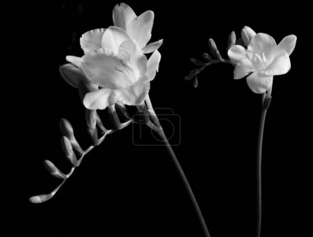 Photo for Black and white of a Freesia - Royalty Free Image