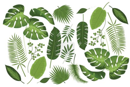 Ilustración de Colección de hojas tropicales sobre fondo blanco. - Imagen libre de derechos