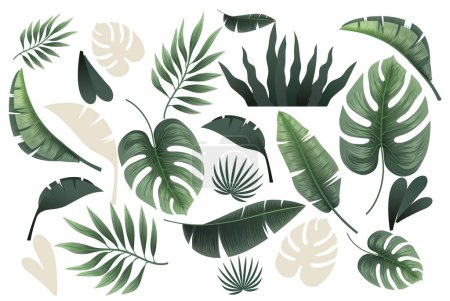 Téléchargez les illustrations : Collection de feuilles tropicales sur fond blanc. - en licence libre de droit