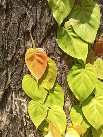 Téléchargez les photos : Un gros plan de mise au point sélective des feuilles vertes grimpantes poussant sur l'écorce des arbres dans la journée. Plantes parasites - en image libre de droit