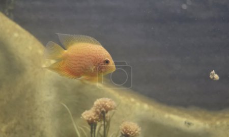 Photo for A closeup picture of an orange coloured Banded cichlid fish in aquarium. - Royalty Free Image