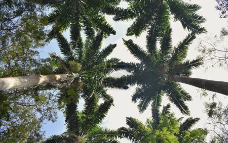Foto de Una vista única de un dosel formado a partir de palmeras o Roystonea oleracea en el Jardín Botánico, en la India. - Imagen libre de derechos