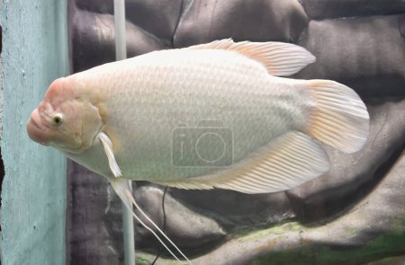 Photo for A closeup picture of an white coloured gaint gourami fish in aquarium, in India - Royalty Free Image