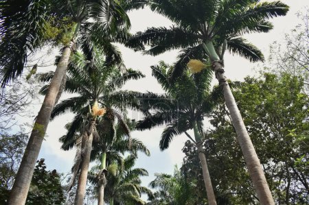 Foto de Una vista única de un dosel formado a partir de palmeras o Roystonea oleracea en el Jardín Botánico, en la India - Imagen libre de derechos