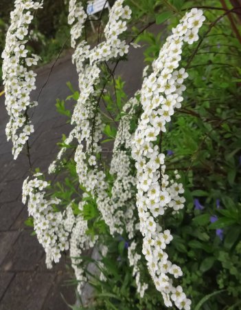 Foto de Un enfoque selectivo de primer plano de pequeñas flores de color blanco llamadas Spiraea thunbergii cultivadas en un jardín - Imagen libre de derechos