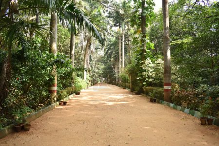 Foto de Un primer plano de un camino de barro en un parque botánico en la India con palmeras altas o roystonea - Imagen libre de derechos