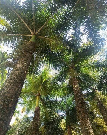 Foto de Una vista única de un dosel formado a partir de palmeras o Roystonea oleracea en el Jardín Botánico, en la India. - Imagen libre de derechos