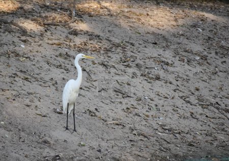 A closeup picture of a migratory bird called intermediate egret standing alone on the river bed in a bird Sanctuary.