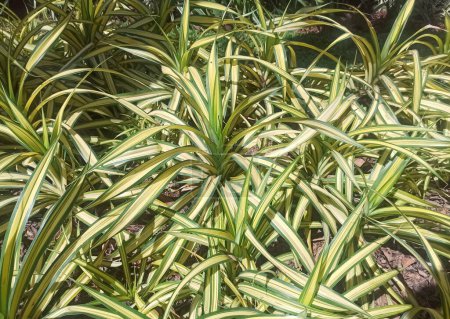 Photo for A closeup picture of a spider plant grown on ground with sunlight falling on it. - Royalty Free Image