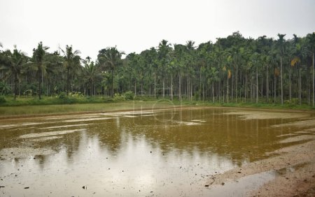 A scenic view of a Areca tree plantation in the coastal district of Karnataka.